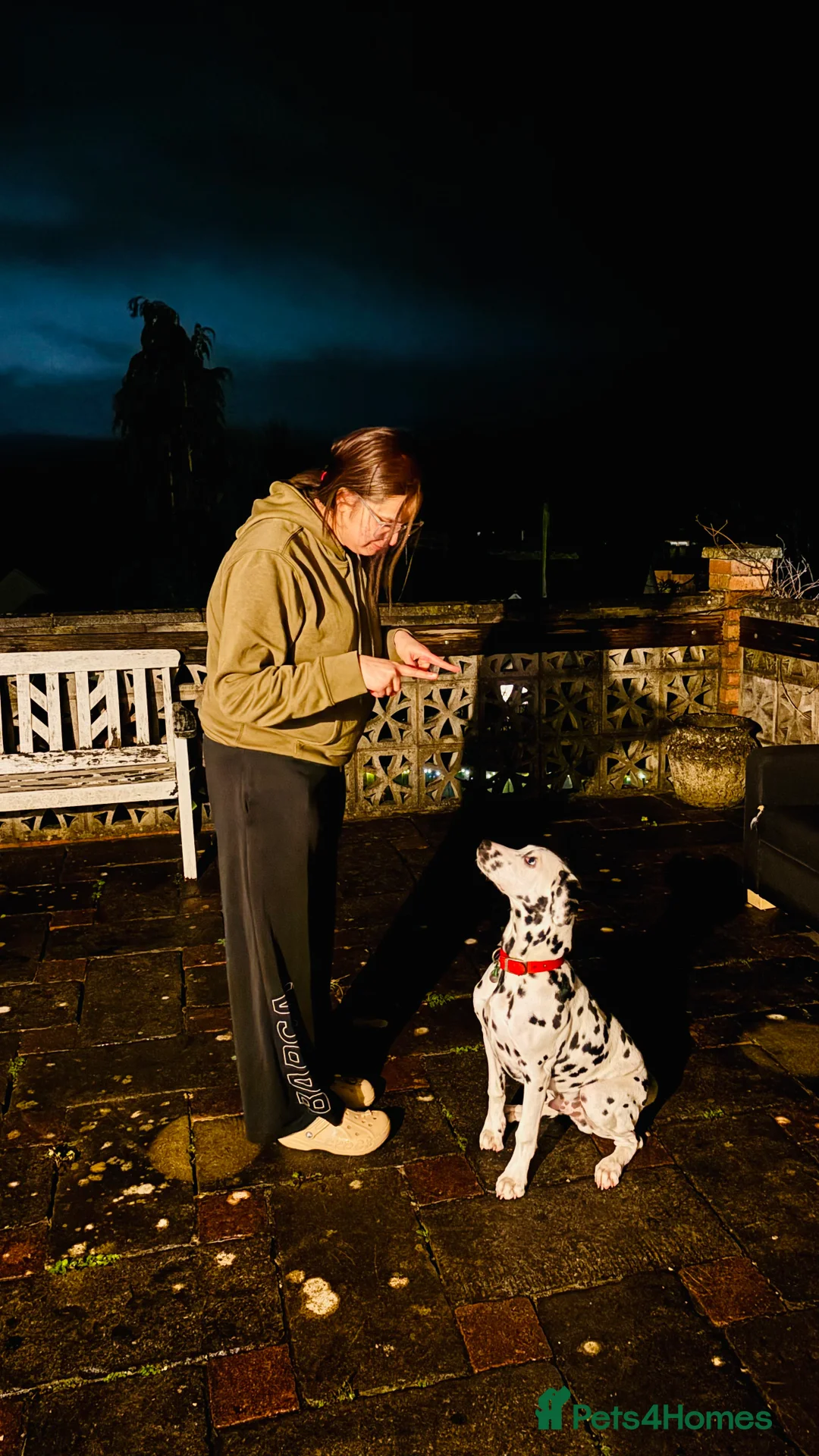 Dalmatian dogs for sale: Beautiful 6-Month-Old Dalmatian Puppy 🐾 - Advert 2