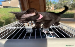 Siamese cats for sale: 2 half Siamese kittens  - Image 11