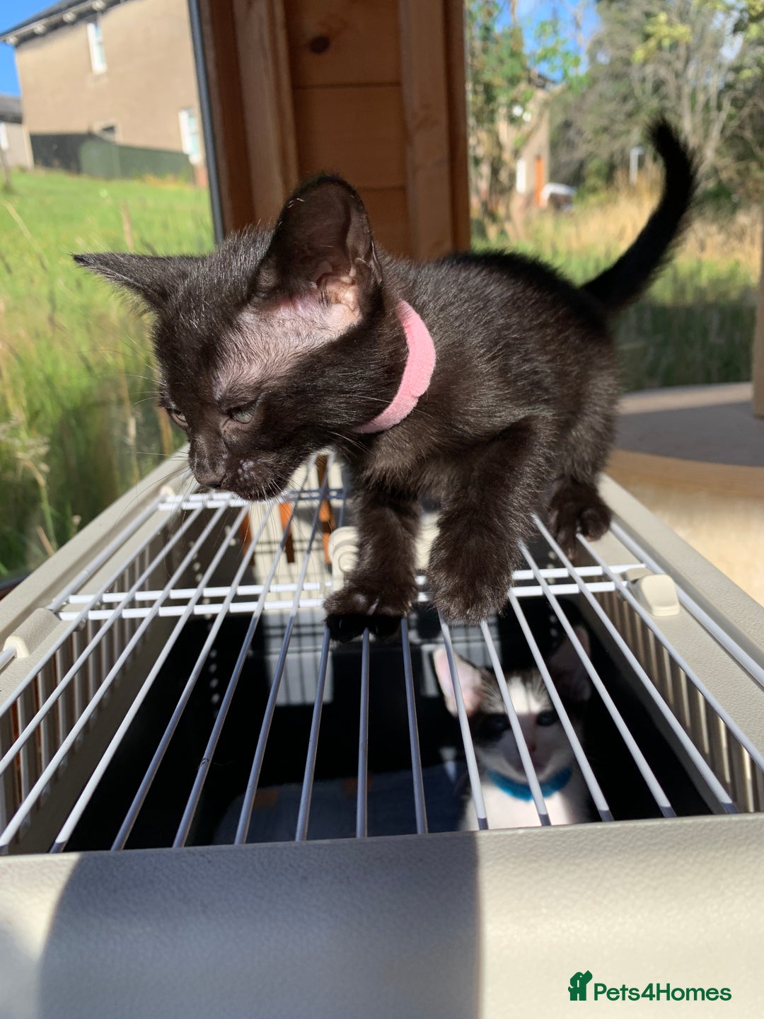 Siamese cats for sale: 2 half Siamese kittens  - Image 11