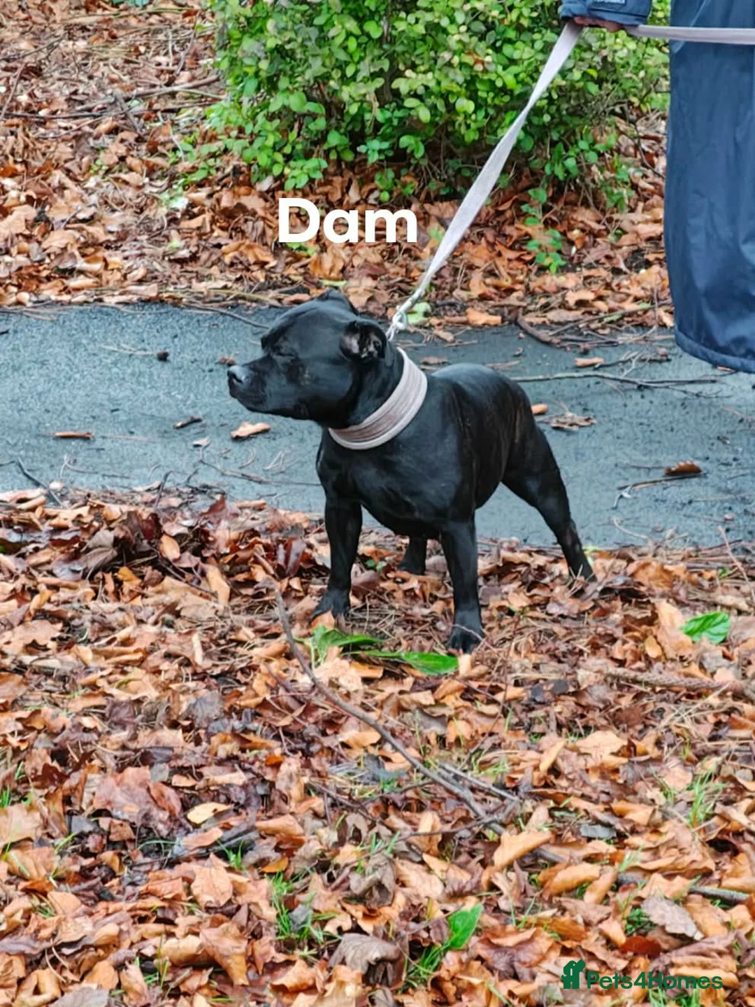 Staffordshire Bull Terrier dogs for sale: Blue/Black Staffordshire Bull Terrier Puppies - Advert 5