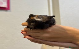 Guinea Pig rodents for sale: Baby guinea pigs for sale - Image 4