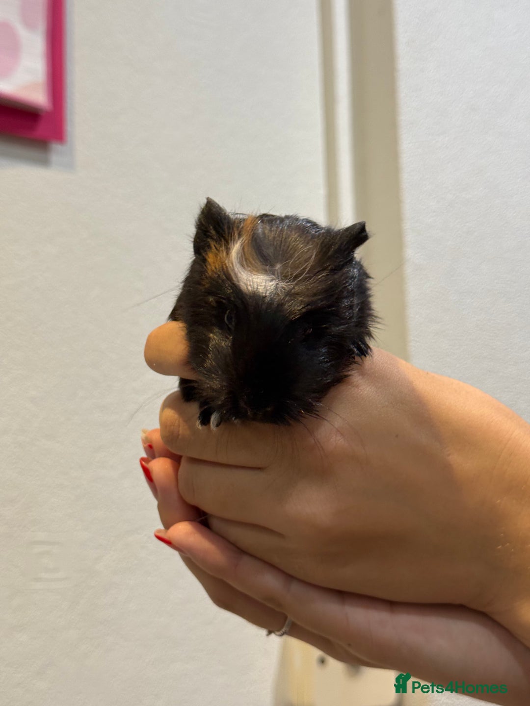 Guinea Pig rodents for sale: Baby guinea pigs for sale - Image 4