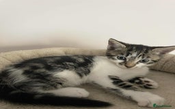 Mixed Breed cats for sale: Beautiful kittens ready for loving home - Image 5