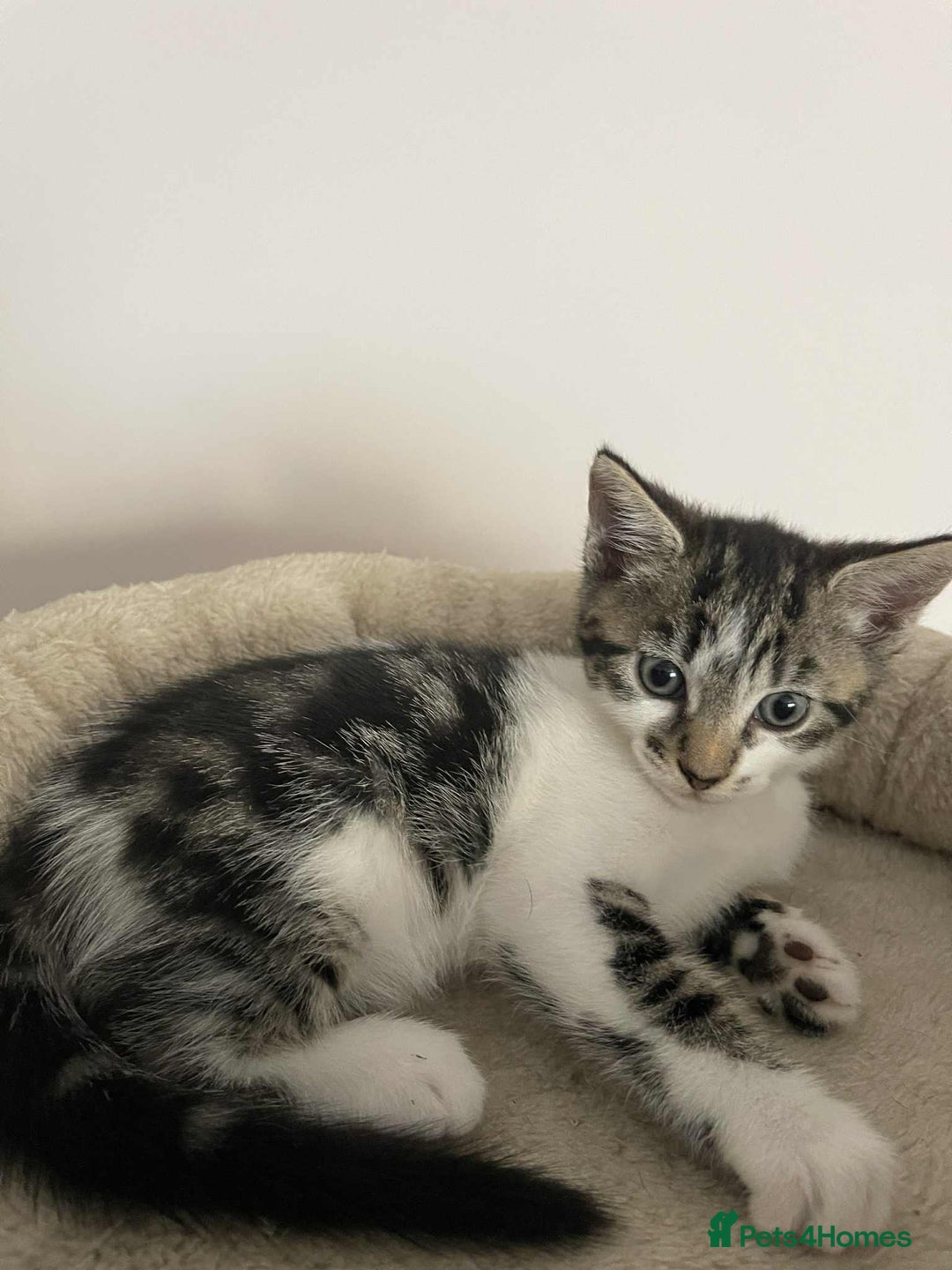 Mixed Breed cats for sale: Beautiful kittens ready for loving home - Image 5