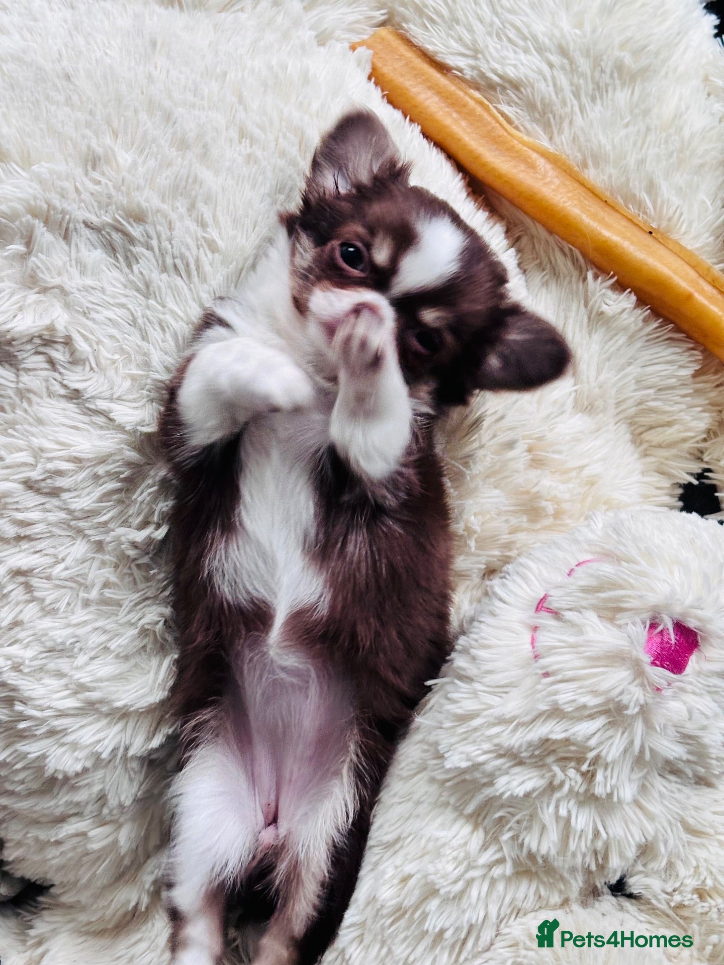 Chihuahua dogs Beautiful long coat puppies  - Advert 3