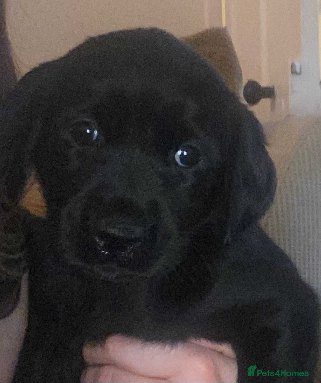 Goldador dogs 🐾 Adorable Labrador × Retriever Puppies 🐕 - Advert 18