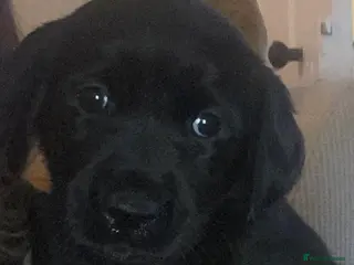 Goldador dogs 🐾 Adorable Labrador × Retriever Puppies 🐕 - Advert 18