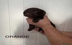 Labrador Retriever dogs for sale: Chunky chocolate labradors  - Image 12