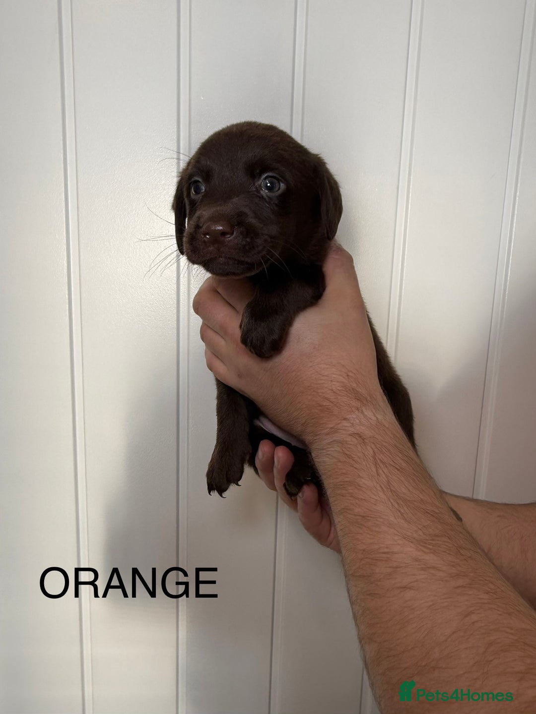 Labrador Retriever dogs for sale: Chunky chocolate labradors  - Image 12