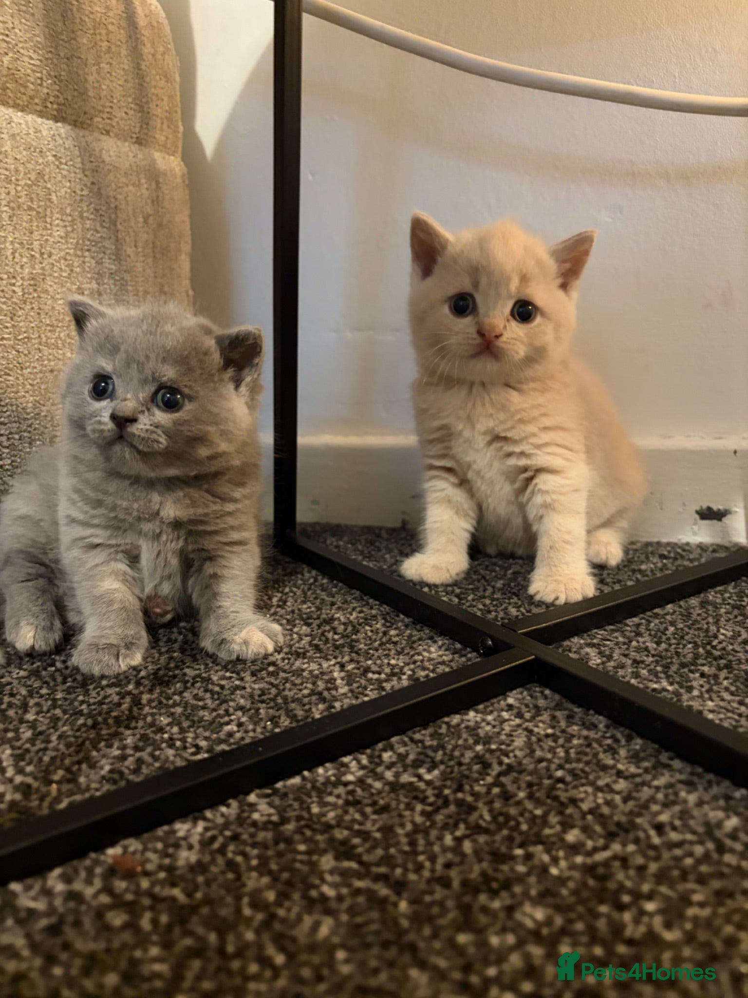 British Shorthair cats British shorthair kittens.  - Advert 1