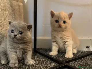 British Shorthair cats British shorthair kittens. - Advert 1