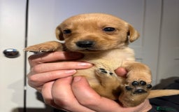 Springador dogs for sale: Labrador/Springador cross pups - Advert 20