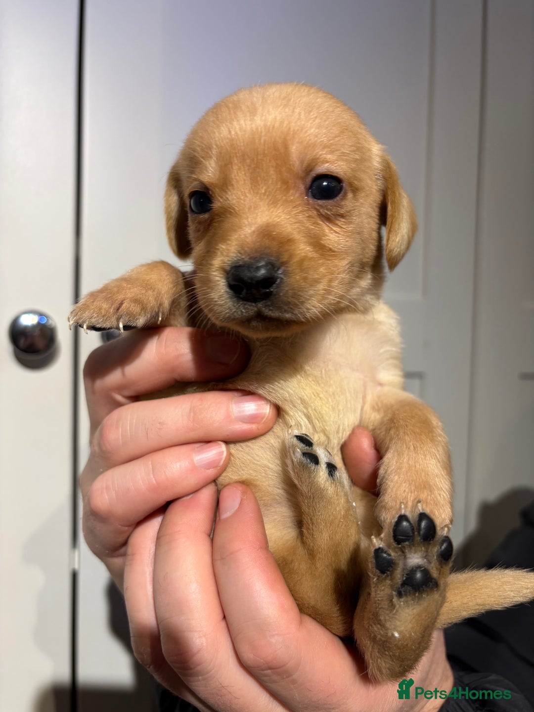 Springador dogs for sale: Labrador/Springador cross pups - Advert 20