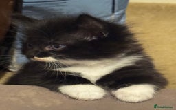 Domestic Shorthair cats for sale: 3 lovely black and white kittens - Image 7