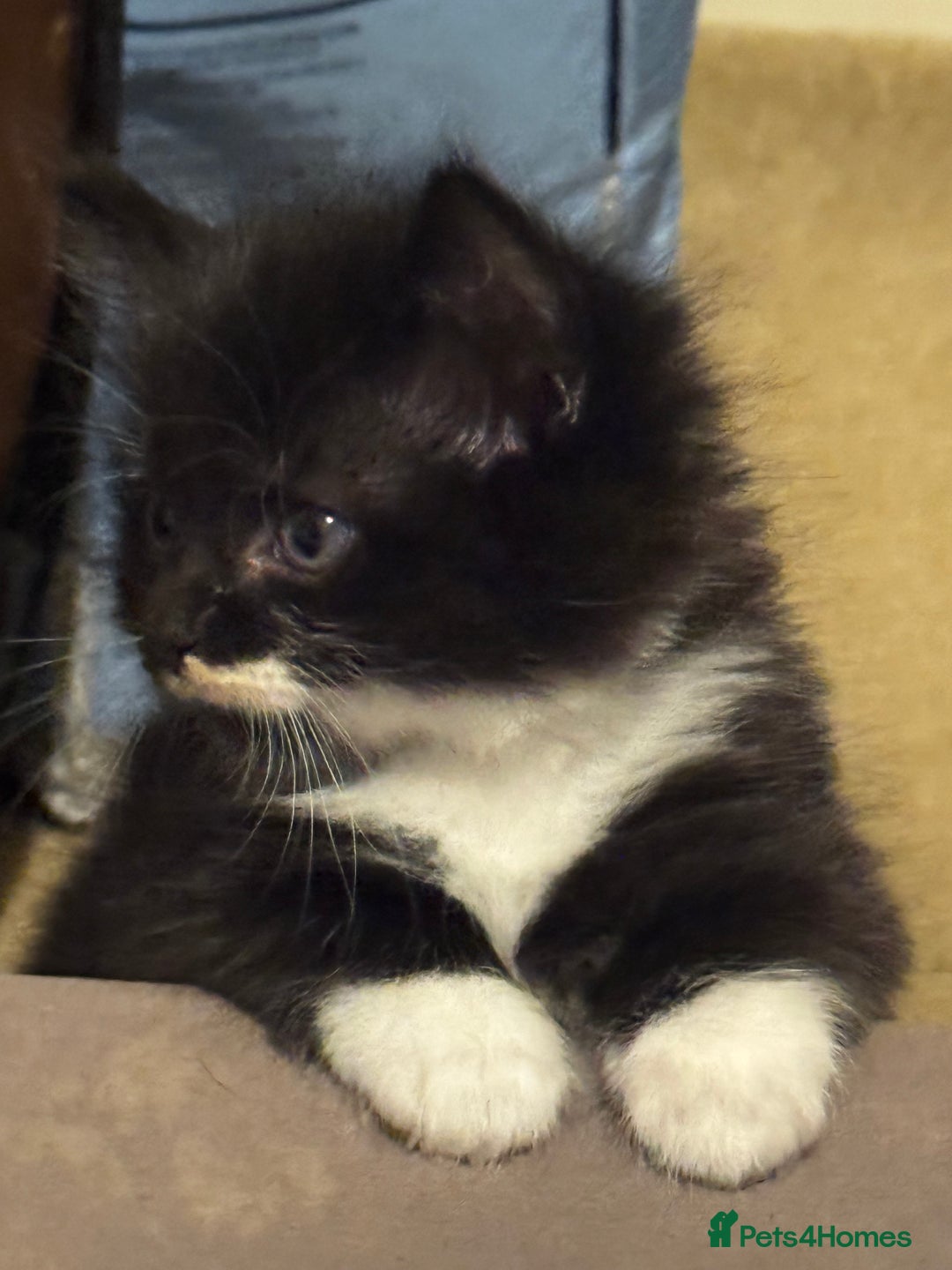 Domestic Shorthair cats for sale: 3 lovely black and white kittens - Image 7