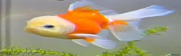 Goldfish fish for sale: Goldfish in Kingston upon Thames - Advert 8