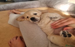 Golden Retriever dogs for sale: KC Reg Golden Retriever Puppies – Champion Lines  - Image 14