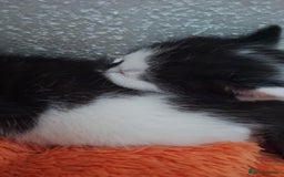 Domestic Shorthair cats for sale: Male kittens for sale  - Image 6