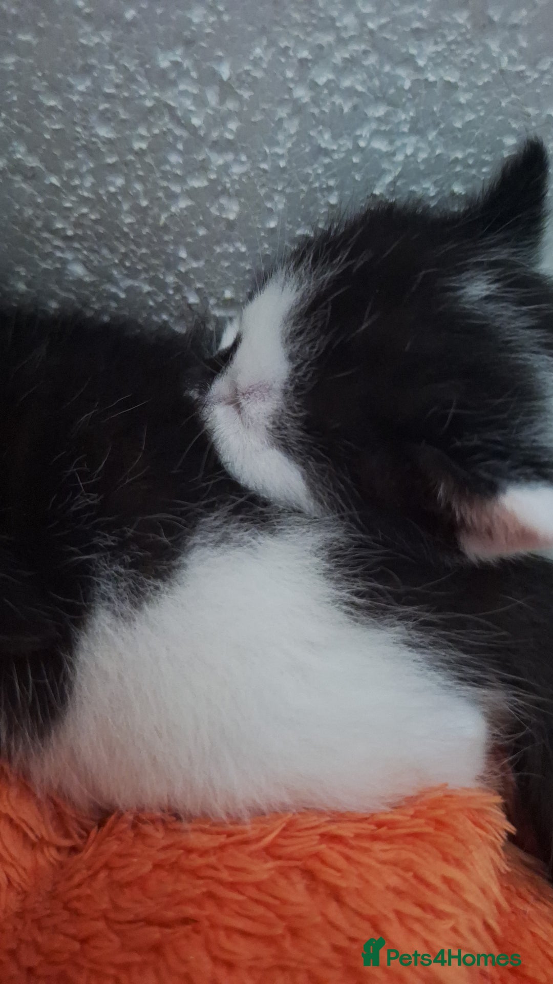 Domestic Shorthair cats for sale: Male kittens for sale  - Image 6