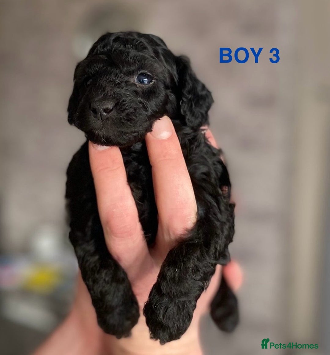 Cockapoo dogs for sale: F1b Cockapoo Puppies  - Advert 12