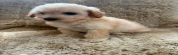 Poochon dogs for sale: F1 poochons puppy’s READY NOW - Advert 12