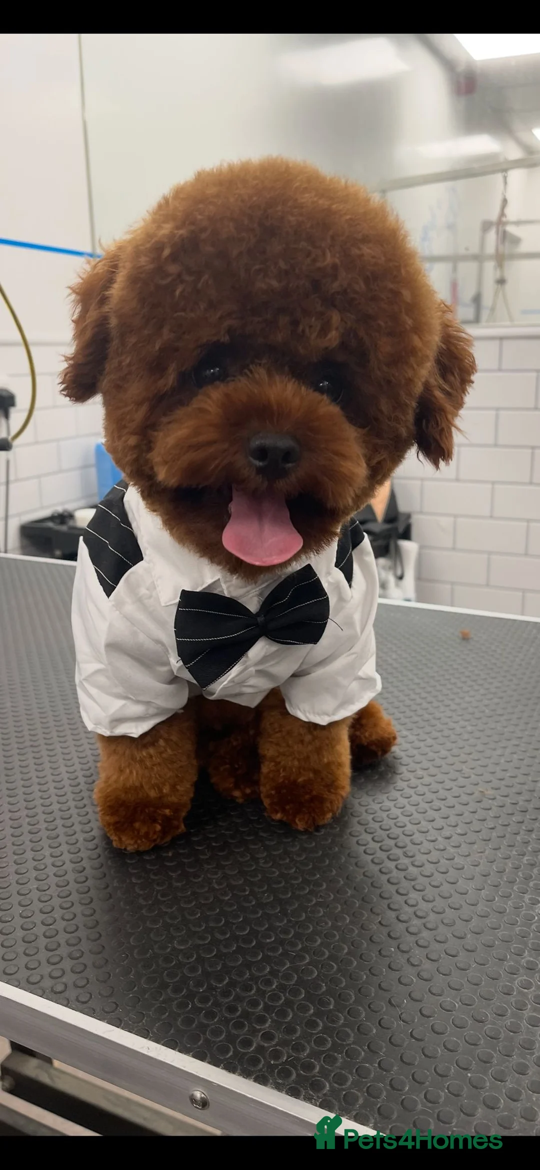 Toy Poodle dogs for stud: Asian toy poodle for stud in Uxbridge - Advert 5