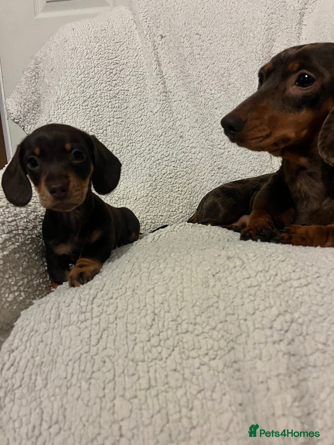 Miniature Dachshund dogs for sale: Beautiful Miniature dachshunds🐶🤎 - Advert 32