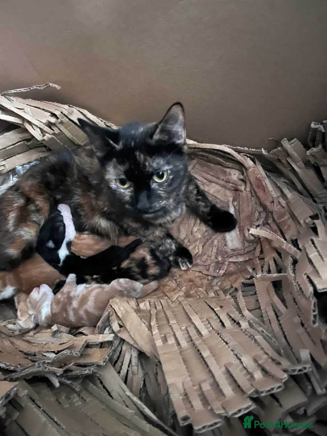 Mixed Breed cats for sale: Munchkin x kittens for adoption  - Advert 1