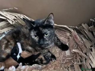 Mixed Breed cats Munchkin x kittens for adoption - Advert 2