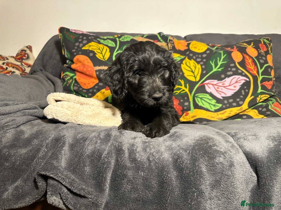 Goldendoodle dogs for sale: Black Phantom Goldendoodles Ready For A New Home! - Advert 30