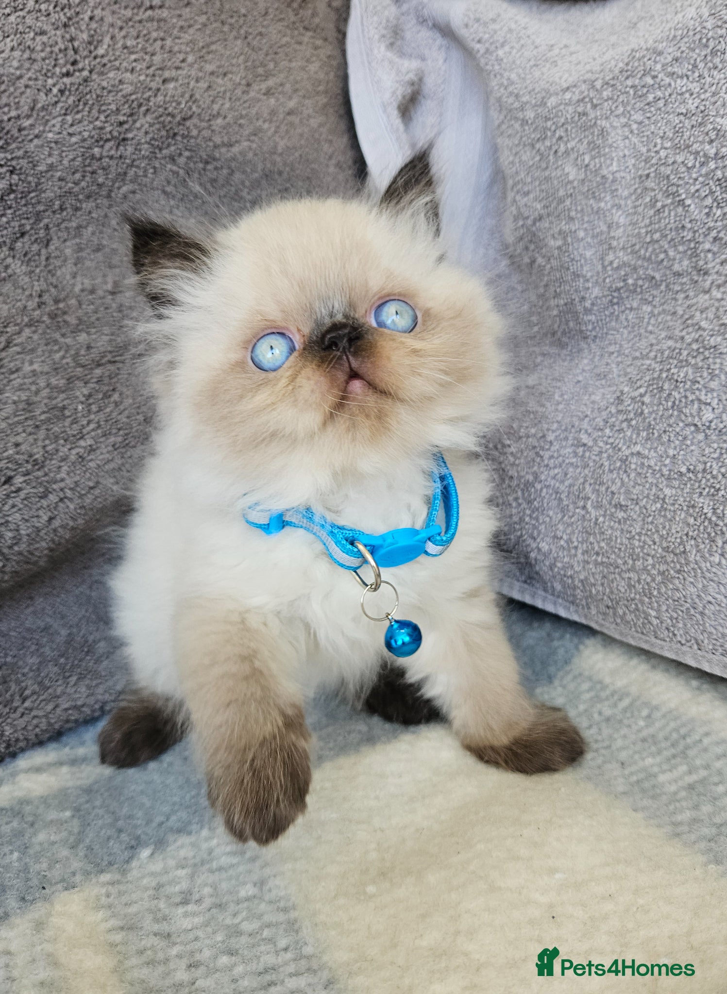 Persian cats for sale:  😻 Stunning Pedigree Persian Kittens😻 - Advert 9