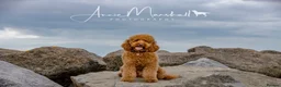 Labradoodle dogs for sale: Beautiful labradoodles  - Advert 32