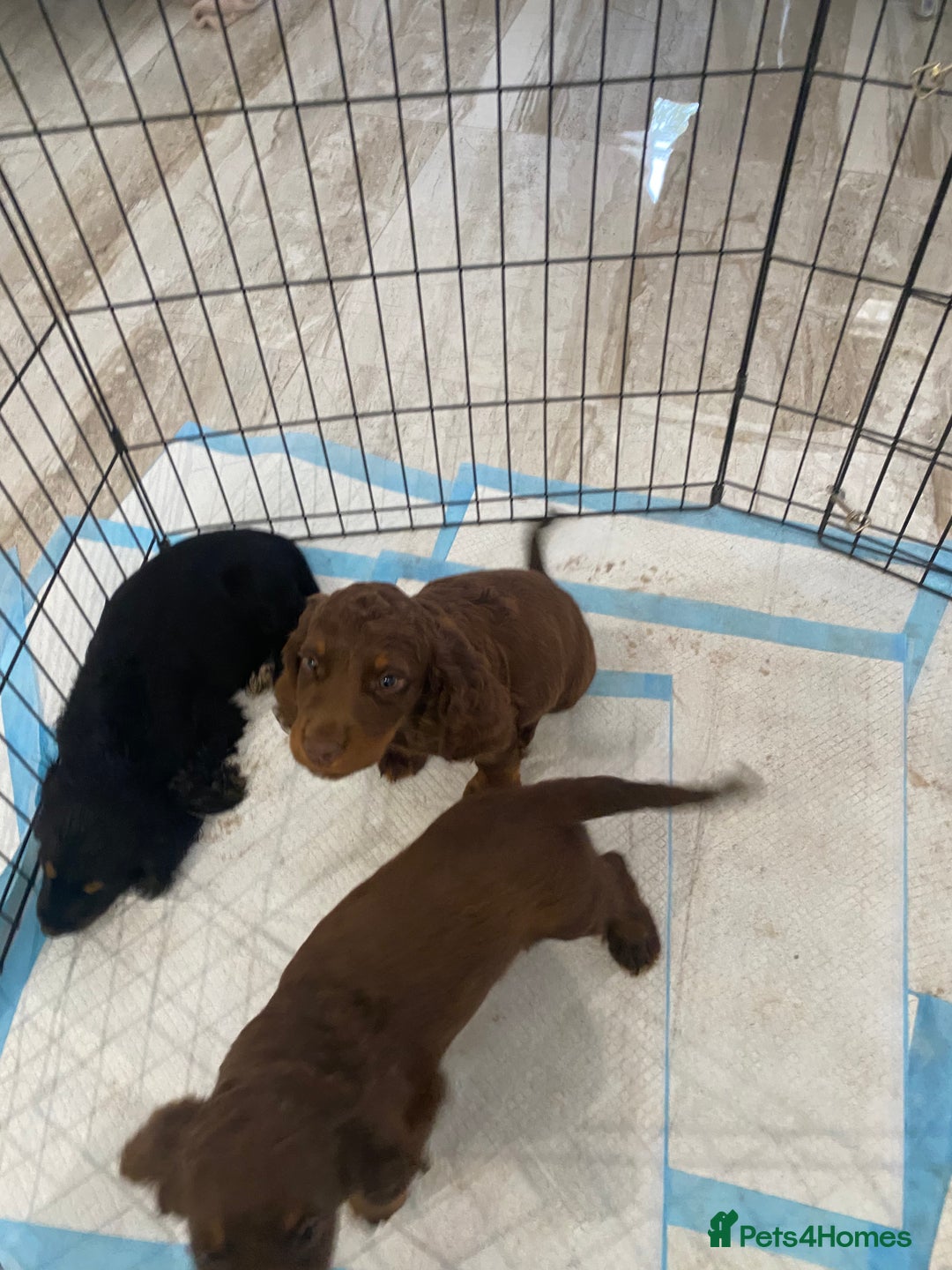 Cocker Spaniel dogs for sale: Working cocker spaniel puppies  in Bury Saint Edmunds - Image 8