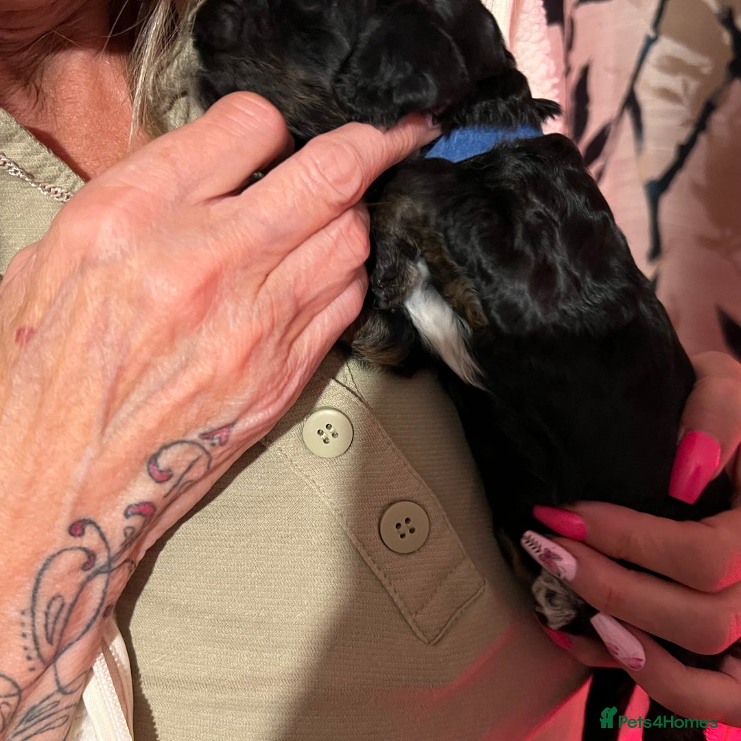 Cockapoo dogs for sale: F1b Cockerpoo puppies. - Image 22