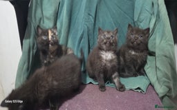 Ragdoll cats for sale: Ragdoll cross kittens  - Image 2