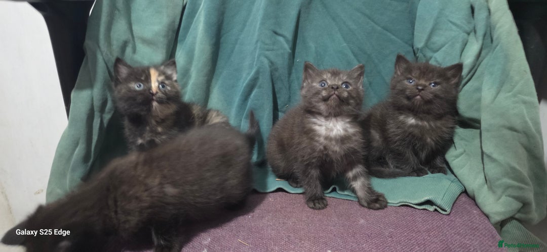 Ragdoll cats for sale: Ragdoll cross kittens  - Image 2