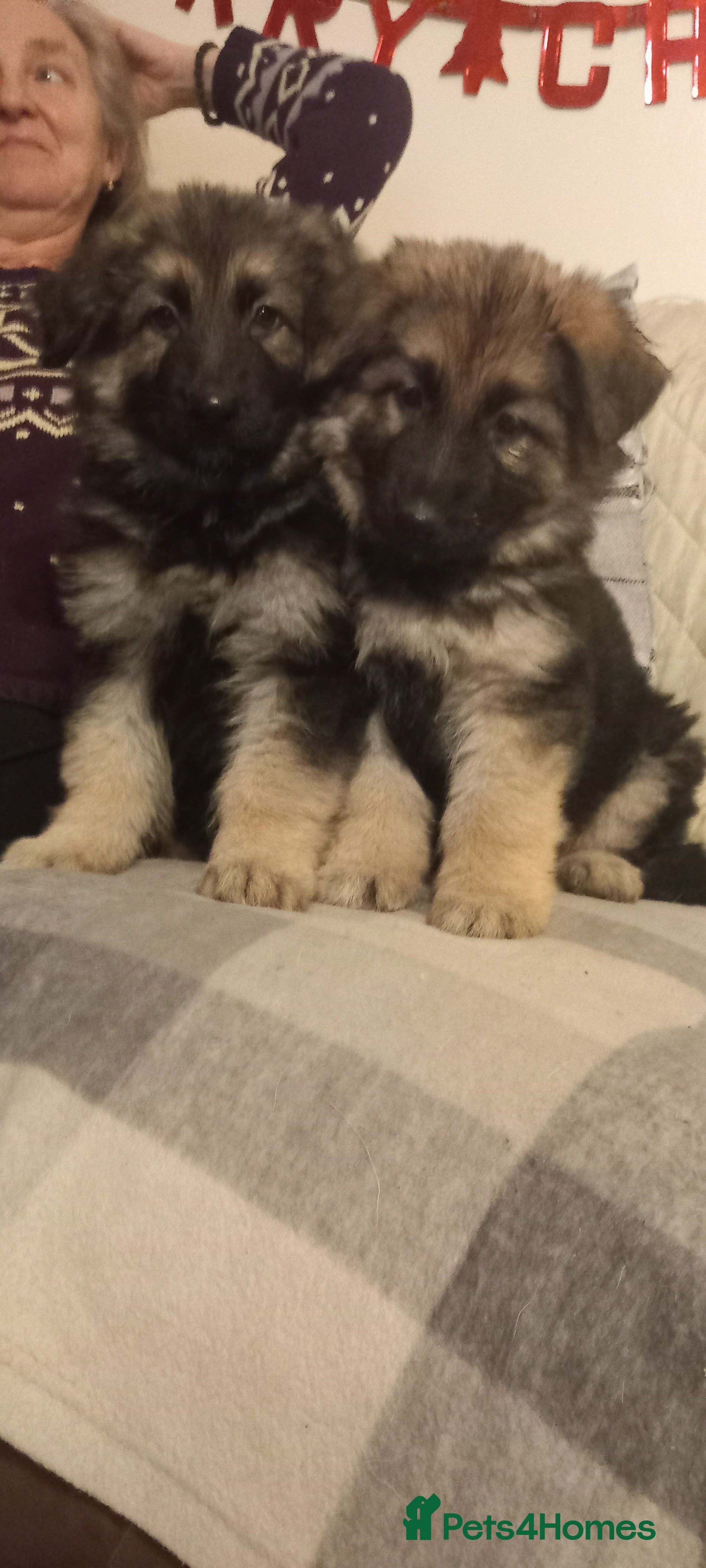 German Shepherd dogs Long haired German Shepherd pups - Advert 6