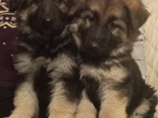 German Shepherd dogs Long haired German Shepherd pups - Advert 9