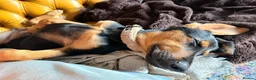 Mixed Breed dogs for adoption: KOOPER ADORABLE 4.5 MONTH OLD PUPPY in Stone - Advert 10