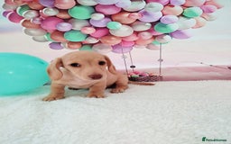 Miniature Dachshund dogs for sale: MINI CREAM DACHSHUND💥READY TO GO💥PRA CLEAR - Image 8