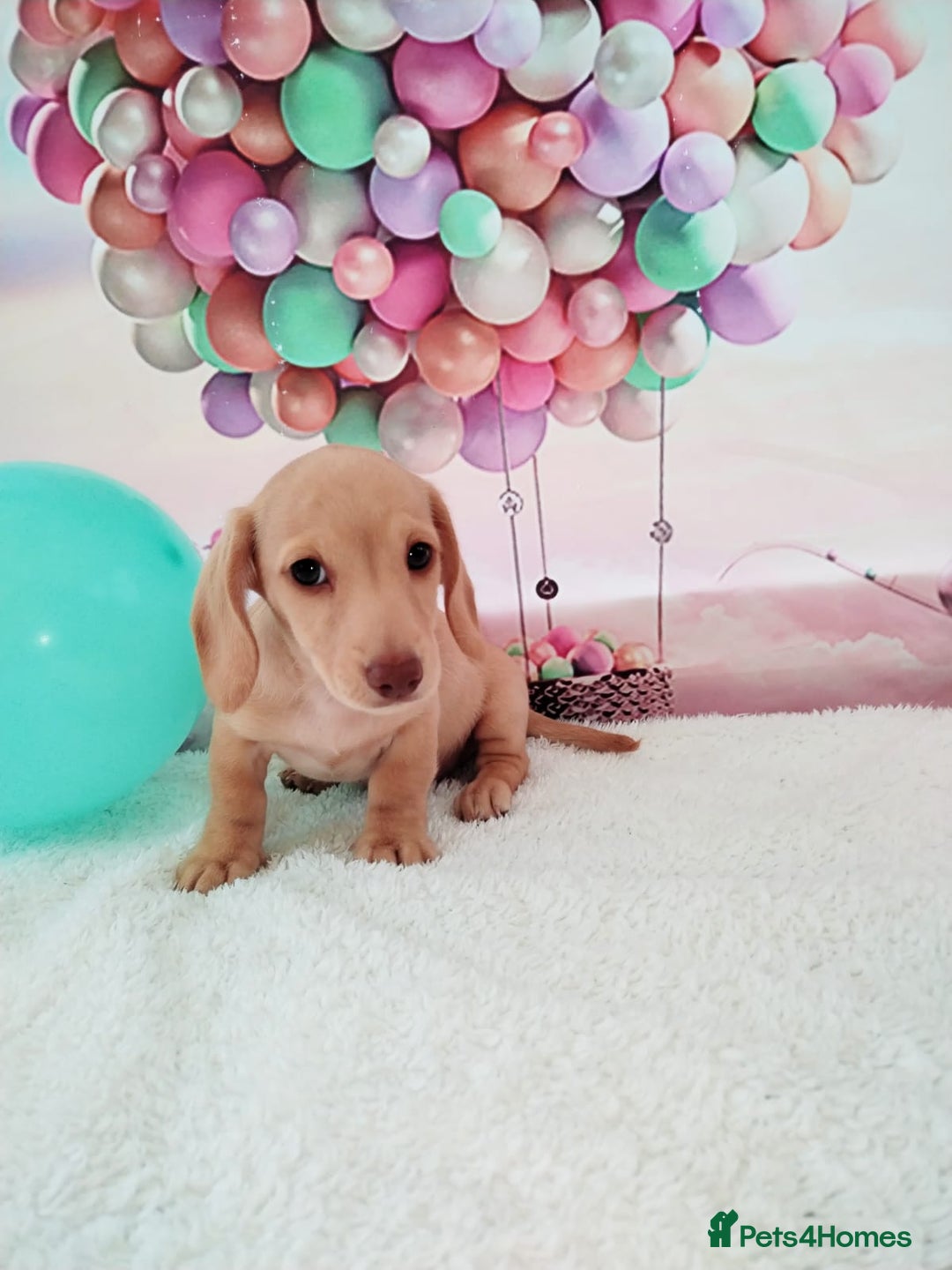 Miniature Dachshund dogs for sale: MINI CREAM DACHSHUND💥READY TO GO💥PRA CLEAR - Image 8