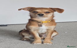 Chipoo dogs for sale: Beautiful boy needs a home - Image 1