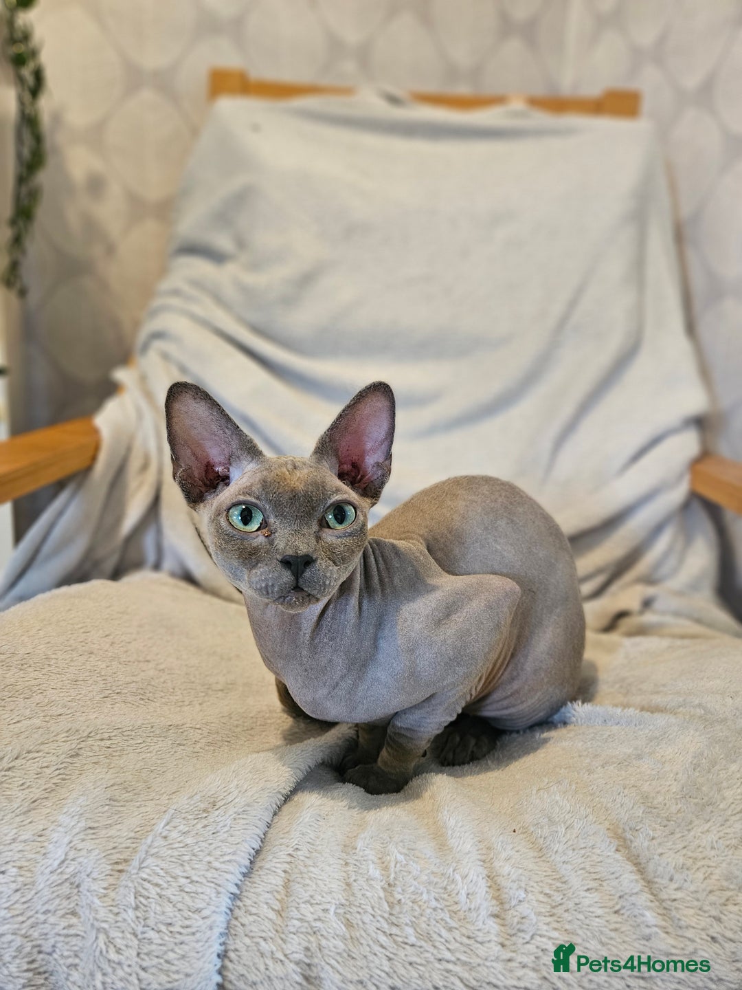 Sphynx cats for sale: Friendly, loving sphynx cat - Advert 1