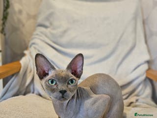 Sphynx cats Friendly, loving sphynx cat - Advert 2