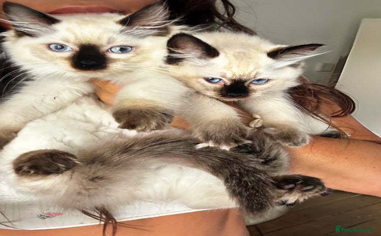 Ragdoll cats - Advert 11