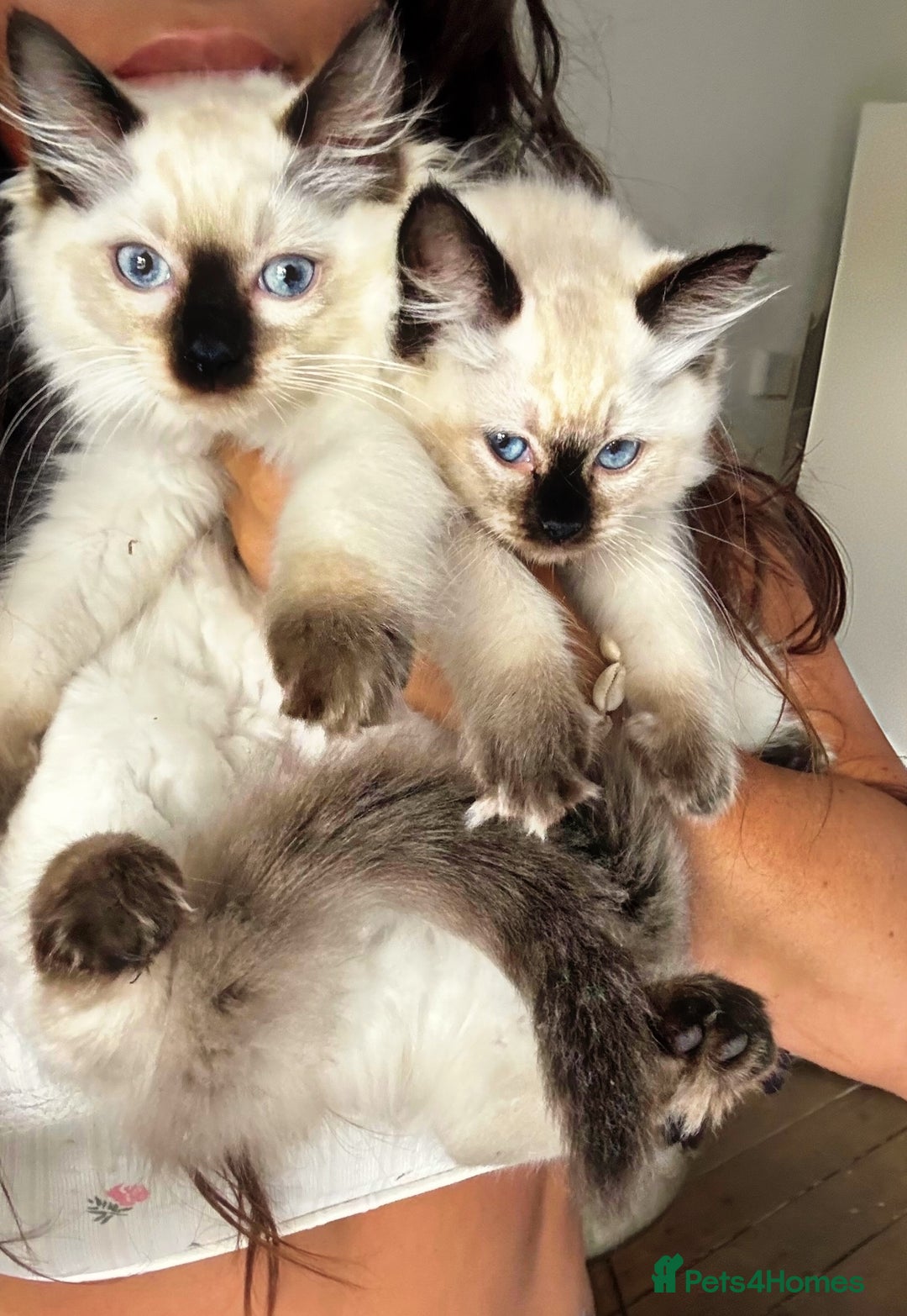 Ragdoll cats for sale: Two beautiful ragdoll kittens  - Image 1