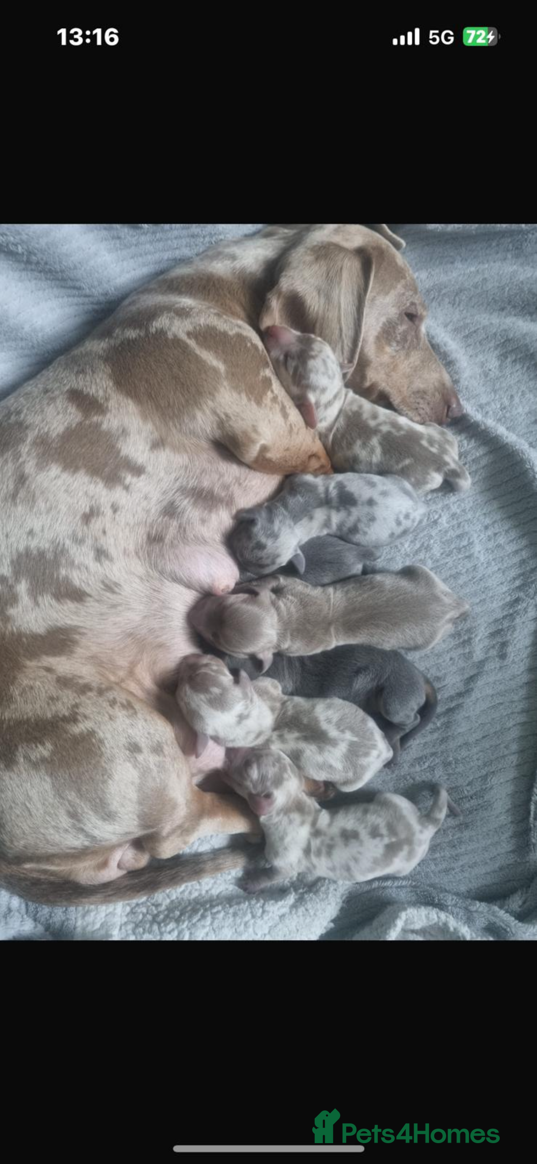 Dachshund dogs for stud:  STUD 💙Miniature dachshund Isabelle long hair - Advert 8