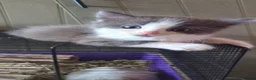 Domestic Shorthair cats for sale: Beautiful kittens - Advert 5