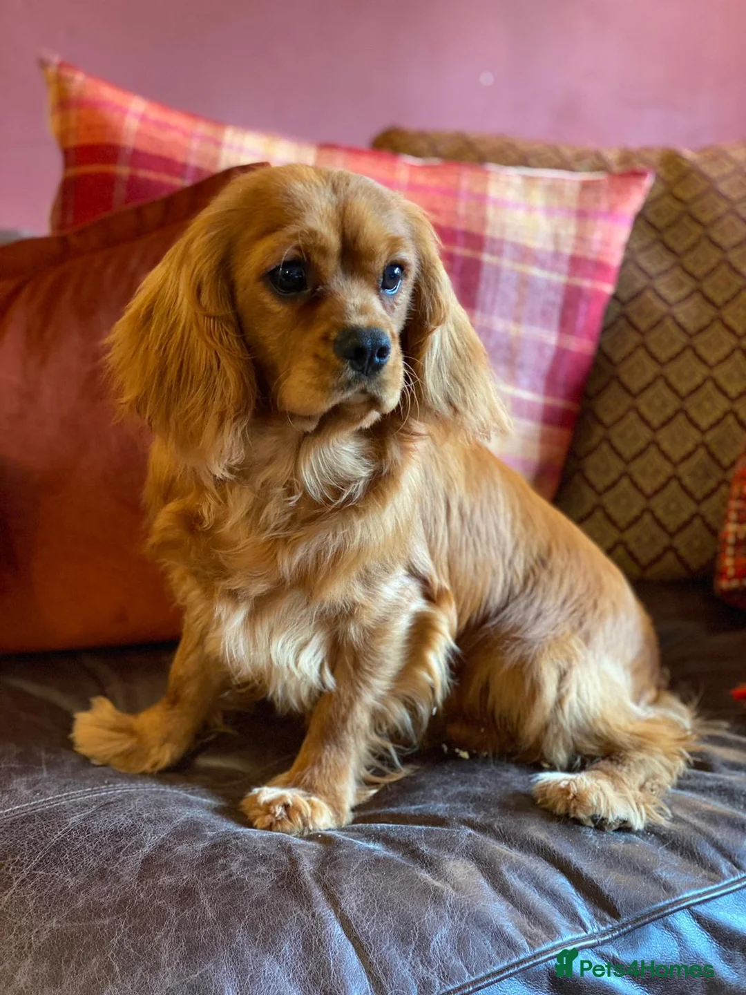 Cavalier King Charles Spaniel dogs for stud: STUNNING HEALTH TESTED KC CAVALIER KING CHARLES in Southampton - Advert 4