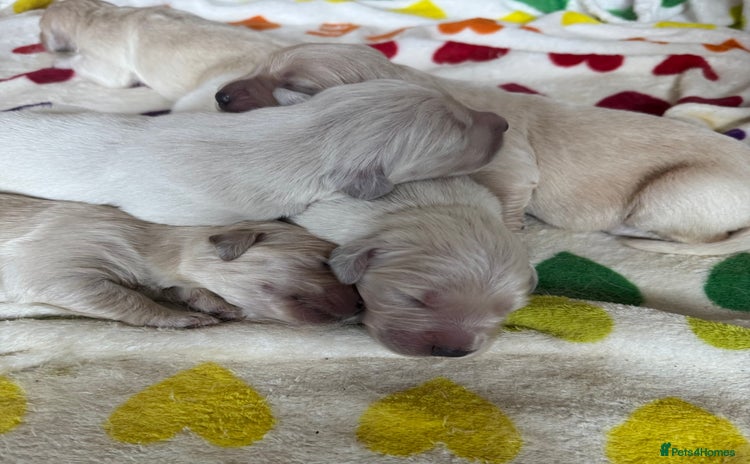 Golden Retriever dogs - Advert 1